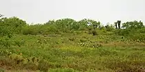 Tamaulipan thornscrub, State Highway 4, Cameron Cameron County, Texas, USA (11 April 2016)