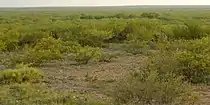 Tamaulipan thornscrub, private ranchland, Webb County, Texas (10 June 2016).