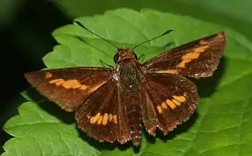 Dorsal view