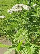 Tanacetum macrophyllum