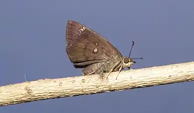 Ventral view