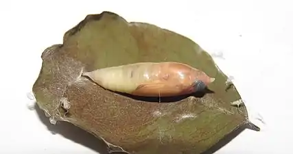 Pupa