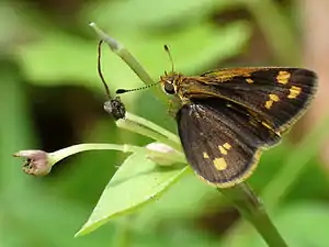 Dorsal view