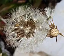 The seed head of Taraxacum ceratophorum.