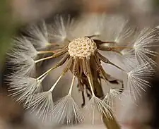 The seeds of Taraxacum ceratophorum.