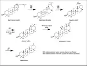 Taraxasterol synthesis