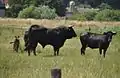 "Larwin" (centre): 50% Sayaguesa, 37,5% Heck, 12,5% Chianina; cow at right: Heck × Sayaguesa