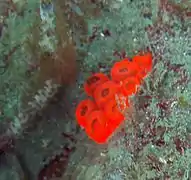 Coral around Isla Aguja