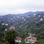 Tea plantation in Rize