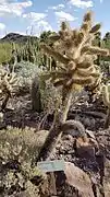 Teddy bear cholla from Arizona