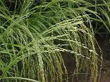 Eragrostis tef