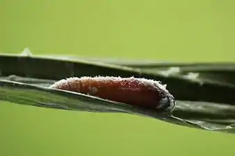 Pupa