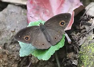 Dorsal view