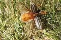 Ten Lined June Beetle - Open ♂