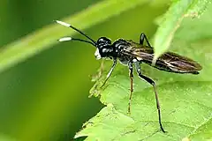 T. livida, female