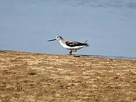 Terek sandpiper, Xenus cinereus