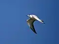 Juvenile/ 1st winter in Chilika, Odisha, India