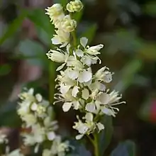  Flowers of Tetracarpaea tasmannica