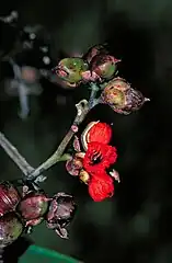 Fruit, split open to reveal the frilled red aril and small black seeds