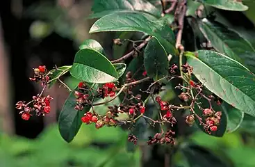 Inflorescence