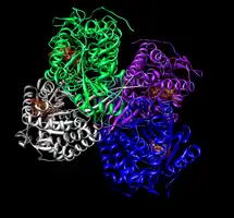 Tetramer of aldehyde dehydrogenase 2 with a space filling model of NAD+ in each active site.