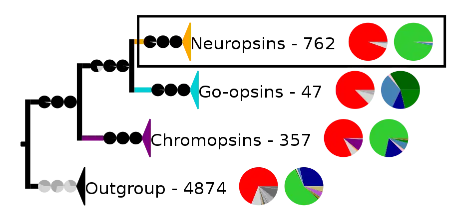 Phylogenetic reconstruction of the tetraopsins. The outgroup contains other G protein-coupled receptors including the other opsins. The frame highlights the neuropsins, which are expanded in the next image.