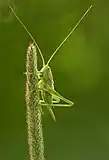 Nymph on Phleum pratense