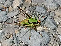 Female, dorsal view