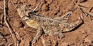 Texas horned lizard (P. cornutum), Armstrong County, Texas, USA (28 April 2013)