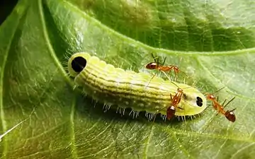 Larva