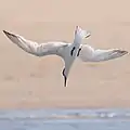 Plunge-diving Sandwich tern