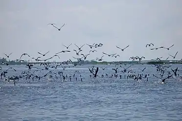 Birds taking flight over Thale Noi lake