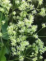 Female flowers