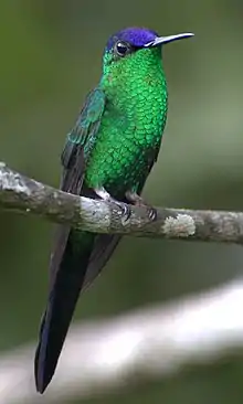 Violet-capped woodnymph