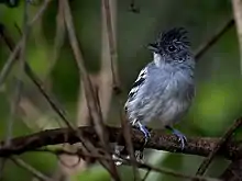 Bolivian slaty-antshrike