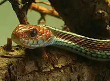 San Francisco garter snake