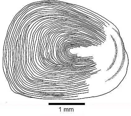 Cycloid scale