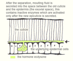 After the separation, moulting fluid is secreted into the space between the old cuticle and the epidermis (the exuvial space); this contains inactive enzymes which are activated only after the new epicuticle is secreted.