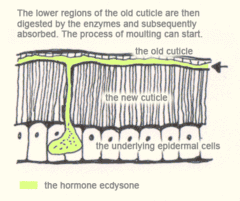 The lower regions of the old cuticle are then digested by the enzymes and subsequently absorbed. The process of moulting can start.