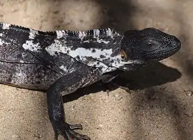 A female from Puerto Escondido, Oaxaca, Mexico (23 December 2016)