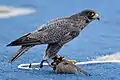 Falcon sitting on a lure