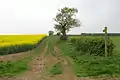 A field of rapeseed on the Viking Way