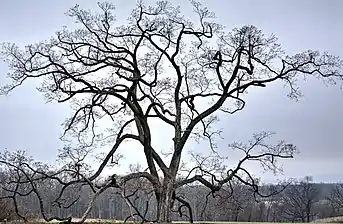 A red elm (Ulmus rubra) at The Arboretum at Penn State