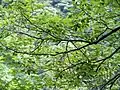 Branches of U. elongata at Gutianshan, China.