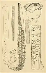 #54 (?/4/1880) and one otherBeak with buccal mass and oesophagus, tentacular club, and arm fragments of the Grand Banks specimen found dead at the surface in April 1880 (#54), the first in which arm and sucker regeneration was documented (Verrill, 1881b:pl. 26). A single sucker (fig. 5) of the first Portugal Cove specimen (#29) is also shown.