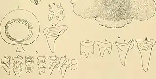 #54 (?/4/1880)Selected details of the Grand Banks specimen: 50th sucker of one of arms II (fig. 3), statolith in front and lateral aspects (fig. 4), and various views of the radular teeth (figs. 5–7) (Verrill, 1881b:pl. 38 figs. 3–7; see uncropped version)