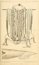 #30 (25/11?/1873)Line drawings taken from two photographs of the Logy Bay specimen (Verrill, 1880a:pl. 13). Note that the upper illustration is based on a slightly different frame to the preceding photo (as evidenced by the contrasting arrangement of arm tips on the lower left, which are closer to those seen in this version).