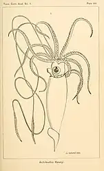 #30 (25/11?/1873)A. E. Verrill's reconstruction of "Architeuthis Harveyi", the Logy Bay giant squid (Verrill, 1880a:pl. 14)