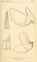 #30 (25/11?/1873)Two-part beak and gladius fragments of the Logy Bay specimen (Verrill, 1880a:pl. 15)