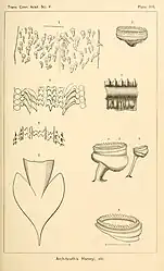 #25 (?/12/1872), #30 (25/11?/1873), and one otherAnatomical details of Verrill specimen No. 4 from 1872 (#25; tentacular sucker and closeup of same: figs. 5–6) and Verrill specimen No. 5 from 1873 (#30; lining membrane of palate: fig. 1; caudal fins: fig. 2; tentacular suckers: fig. 3; arm sucker: fig. 4) (Verrill, 1880a:pl. 16). Also shown are radular teeth of Loligo pallida (synonym of Doryteuthis pealeii; fig. 7) and giant squid specimen #16, redrawn from Harting (1860:pl. 1 fig. 4) (fig. 8).